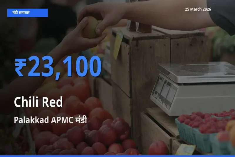 Palakkad APMC मंडी में आज लाल मिर्च के सबसे ऊँचे दाम दर्ज