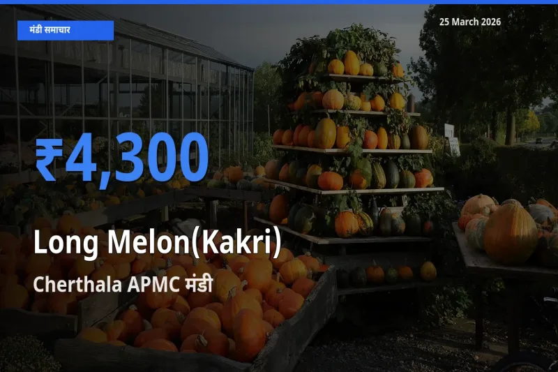 Cherthala APMC में ककड़ी का आज सबसे ऊँचा भाव