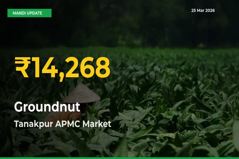 Groundnut Price Rally Continues – Tanakpur APMC Hits Fresh High Today
