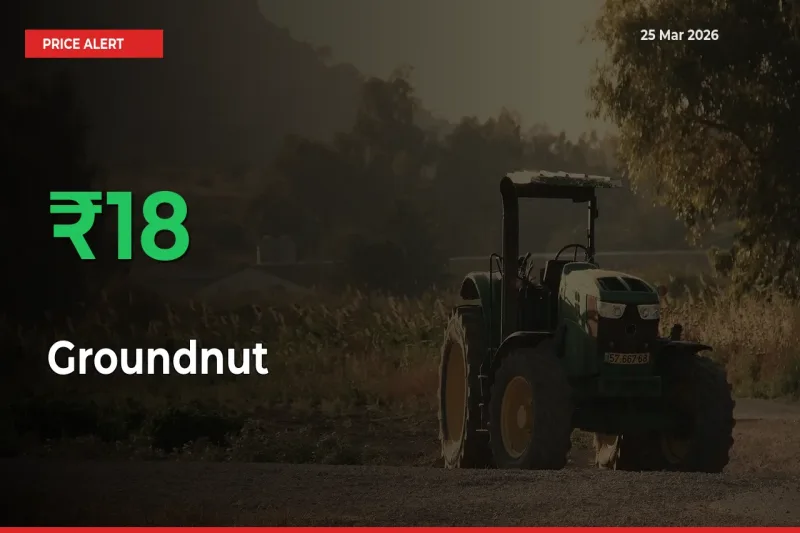 17.7% Spike in Groundnut Prices – Mandi Sees Sudden Rally