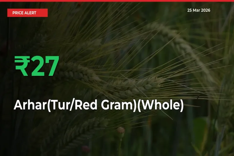 Sharp Jump! Arhar(Tur/Red Gram)(Whole) Prices Climb 26.65% in 24 Hours at Key Mandis