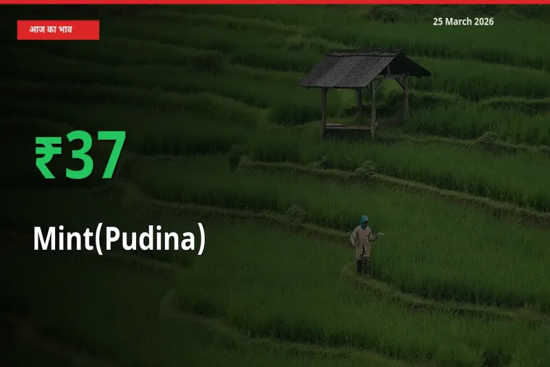 पुदीना के दाम प्रमुख मंडी में 36.55% बढ़े, 24 घंटे में बड़ा बदलाव