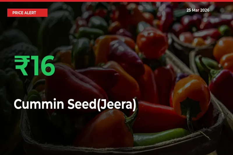 Cummin Seed(Jeera) Mandi Rate Today: Prices Jump 15.76% at Market
