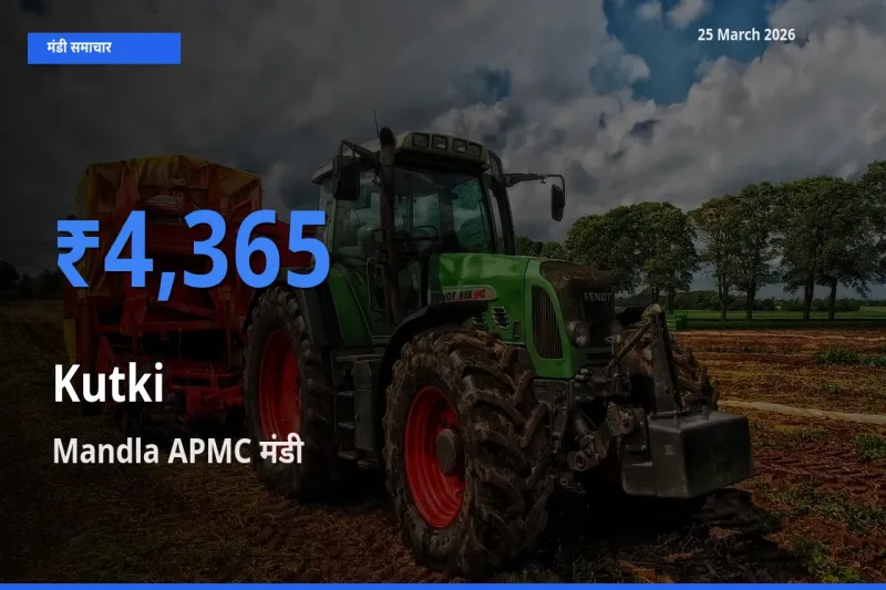 आज का मंडी भाव: कुटकी के सबसे ज़्यादा दाम Mandla APMC में