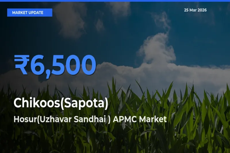 Hosur(Uzhavar Sandhai ) APMC Leads as Top Mandi for Chikoos(Sapota) Prices