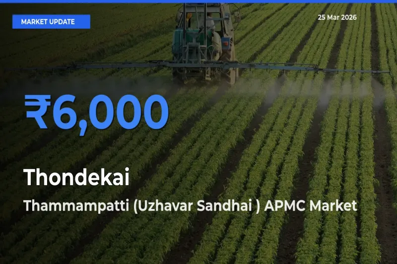 Thammampatti (Uzhavar Sandhai ) APMC Tops Thondekai Mandi Rates Today
