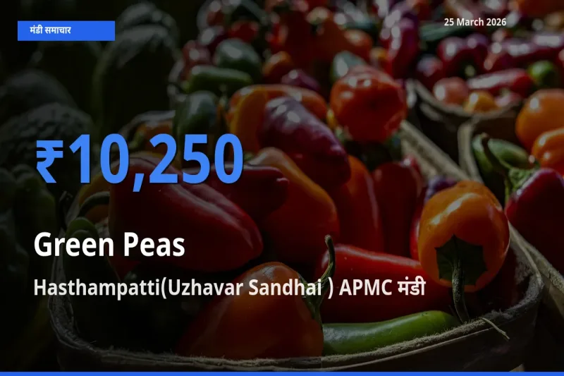 Hasthampatti(Uzhavar Sandhai ) APMC मंडी में आज हरा मटर के सबसे ऊँचे दाम दर्ज