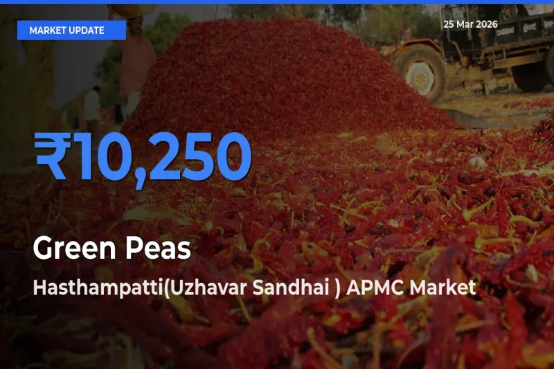 Farmers Prefer Hasthampatti(Uzhavar Sandhai ) APMC as Green Peas Hits Highest Rate