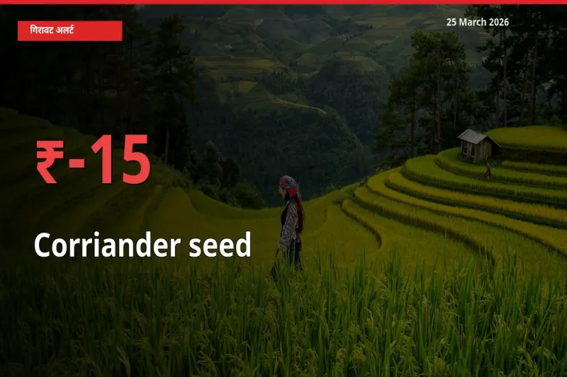 साबुत धनिया 15.33% गिरा, मंडी