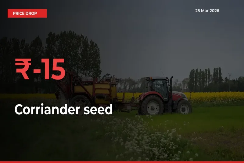 15.33% Drop in Corriander seed Prices – Mandi Sees Sudden Fall