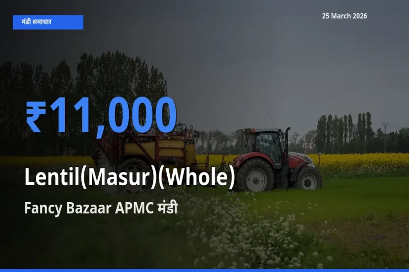 Fancy Bazaar APMC में मसूर दाल (साबुत) का आज सबसे ऊँचा भाव