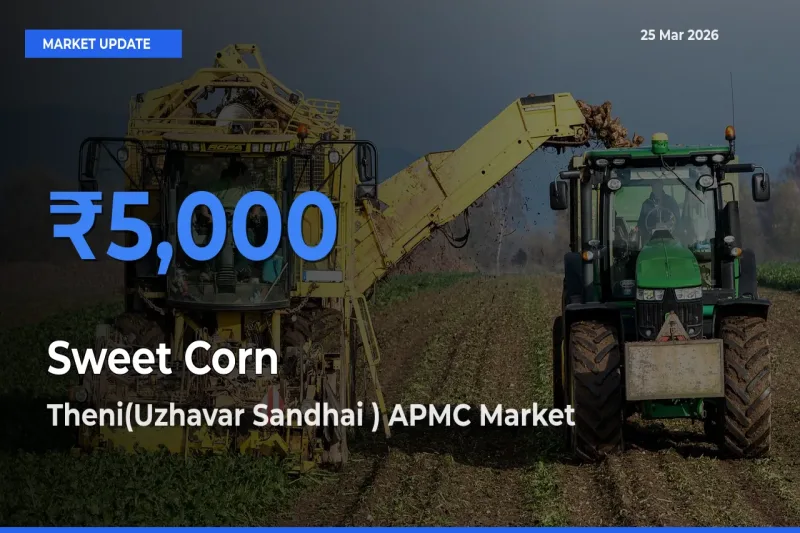 Farmers Prefer Theni(Uzhavar Sandhai ) APMC as Sweet Corn  Hits Highest Rate