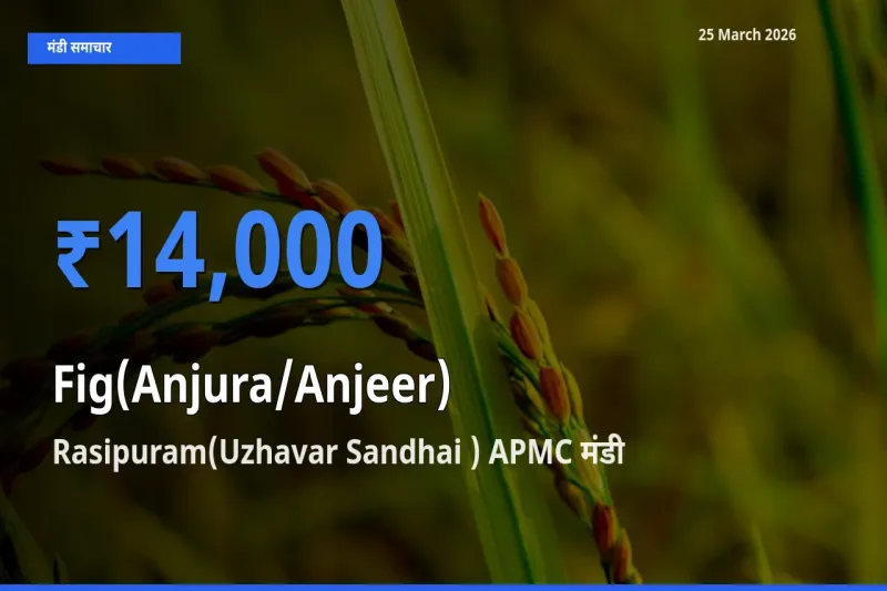 25 March अपडेट: अंजीर के सबसे ऊँचे दाम Rasipuram(Uzhavar Sandhai ) APMC मंडी में