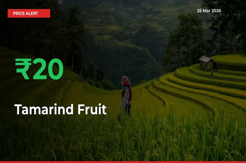 Sudden 20.28% Rally in Tamarind Fruit Prices Across Mandis