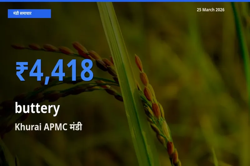 किसानों की पसंद बना Khurai APMC, कोमलता से के सबसे अच्छे दाम