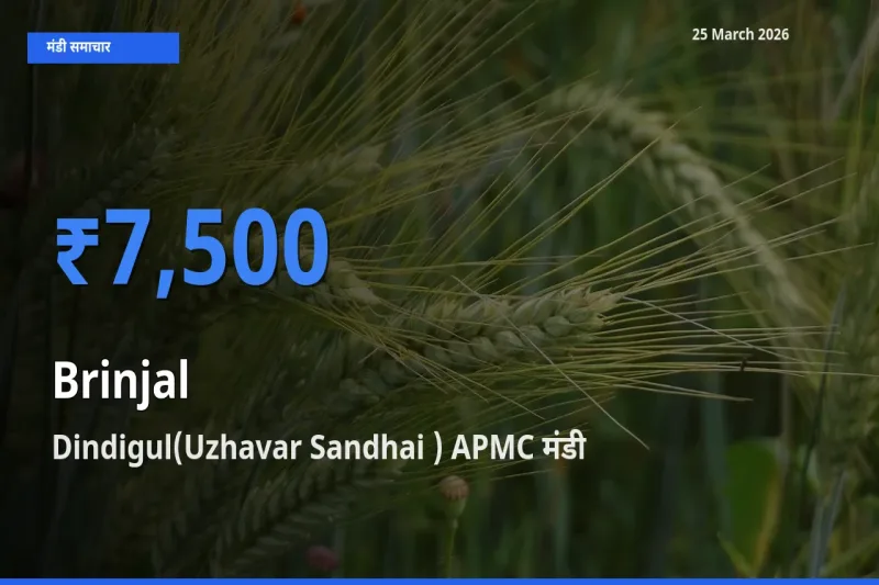 आज का मंडी भाव: बैंगन के सबसे ज़्यादा दाम Dindigul(Uzhavar Sandhai ) APMC में
