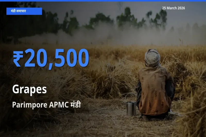 Parimpore APMC में अंगूर का आज सबसे ऊँचा भाव