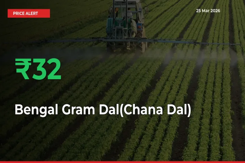Why Bengal Gram Dal(Chana Dal) Prices Rose 31.66% in a Day at Mandis
