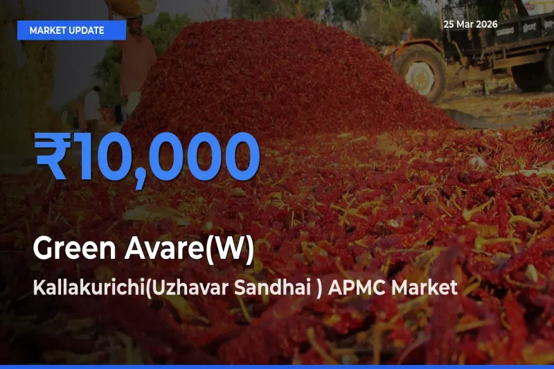 Kallakurichi(Uzhavar Sandhai ) APMC Records Highest ₹10,000 Rate for Green Avare(W)