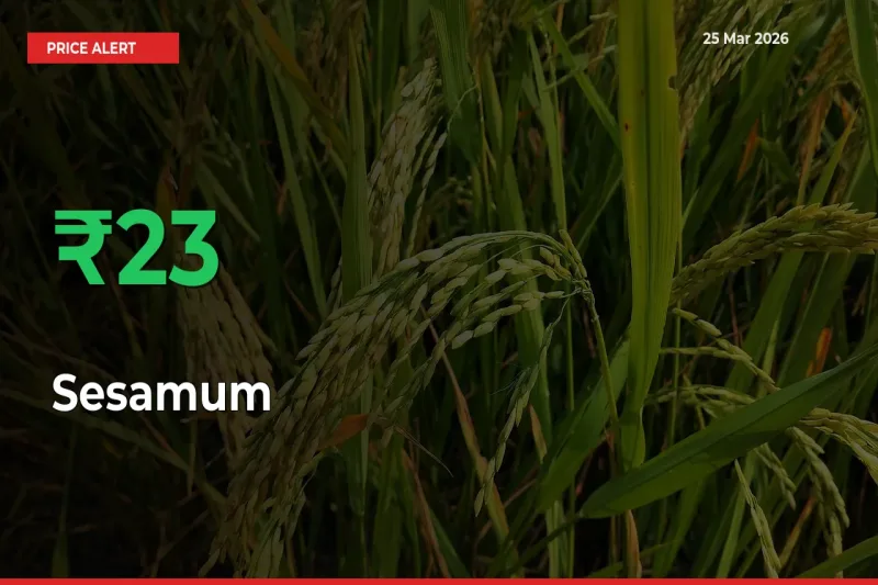 23.15% Spike in Sesamum Prices – Mandi Sees Sudden Rally