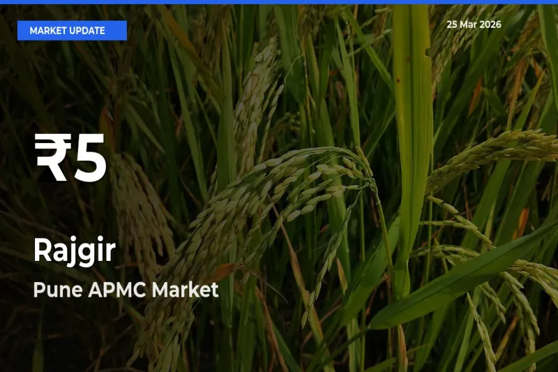 Rajgir Hits 30-Day Low in Pune APMC