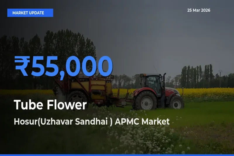 Farmers Prefer Hosur(Uzhavar Sandhai ) APMC as Tube Flower Hits Highest Rate