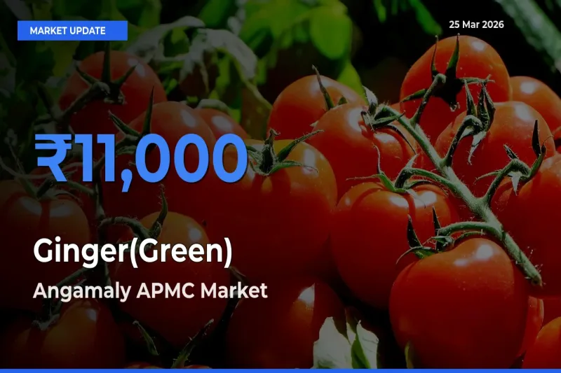 Top Performer! Angamaly APMC Offers Best Ginger(Green) Price Today
