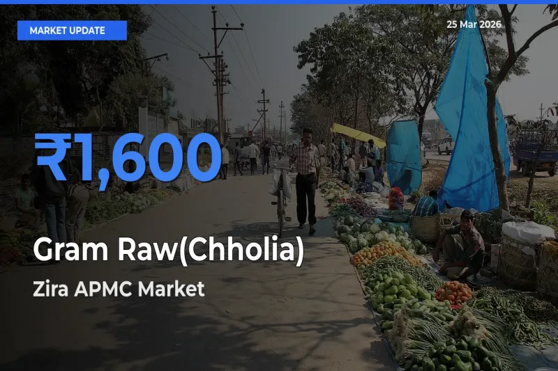 Zira APMC Emerges as Top Mandi for Gram Raw(Chholia) Prices Today