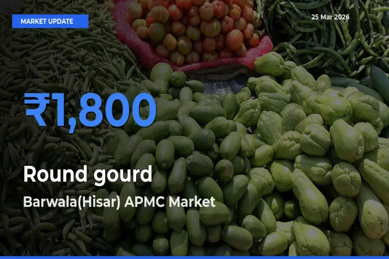 Barwala(Hisar) APMC Emerges as Top Mandi for Round gourd Prices Today