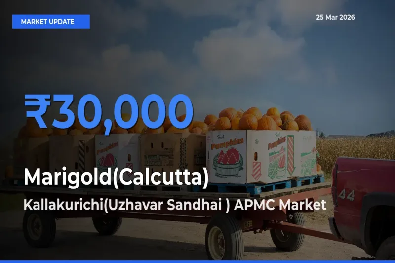 Top Performer! Kallakurichi(Uzhavar Sandhai ) APMC Offers Best Marigold(Calcutta) Price Today