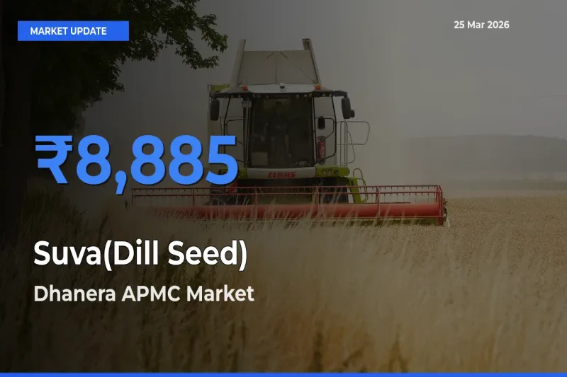 Market Watch: Dhanera APMC Becomes Top Mandi for Suva(Dill Seed)