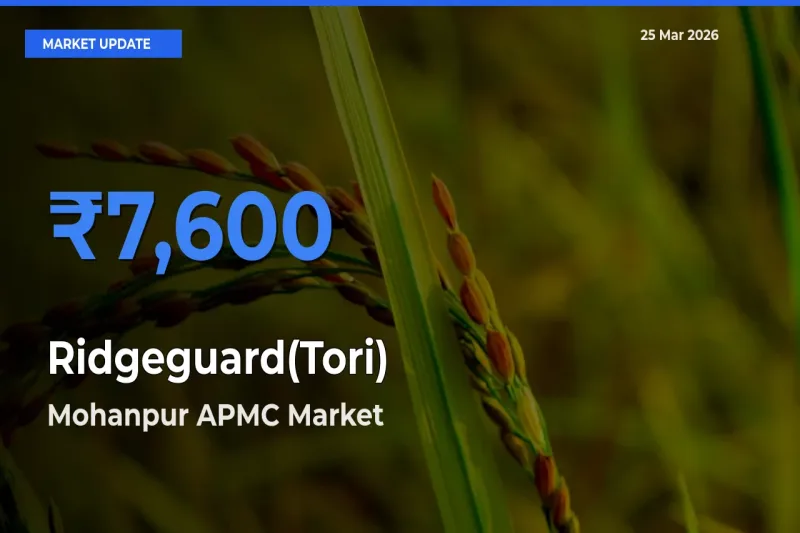 Mohanpur APMC Tops Ridgeguard(Tori) Mandi Rates Today