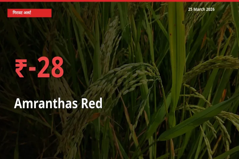 आज का मंडी भाव: लाल चौलाई के दाम मंडी में 27.59% नीचे