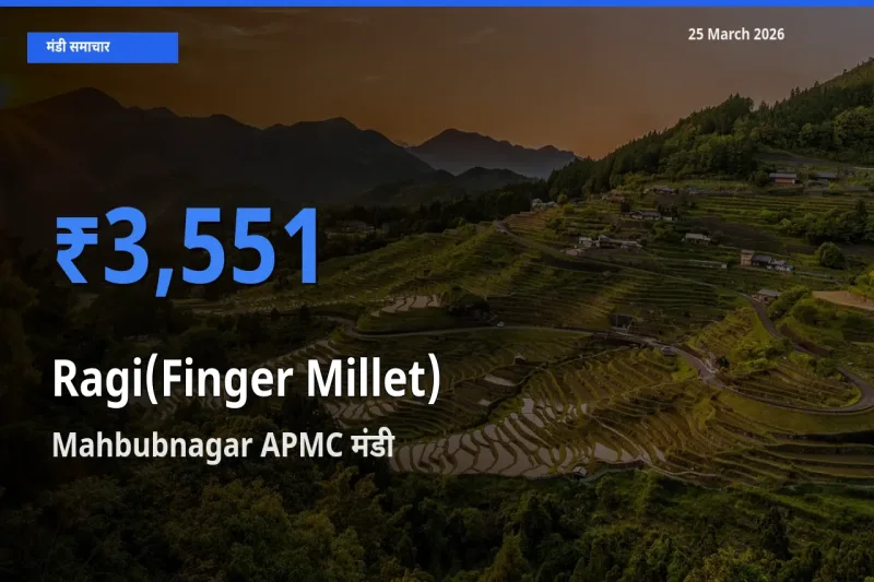 टॉप मंडी बना Mahbubnagar APMC! रागी के सबसे ऊँचे दाम यहीं दर्ज