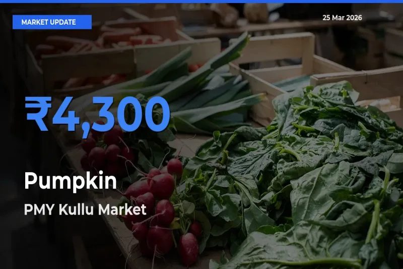 PMY Kullu Tops Pumpkin Mandi Rates Today