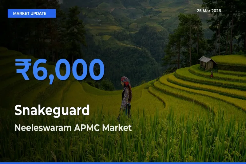 Neeleswaram APMC Offers ₹6,000 – Highest Snakeguard Rate Today