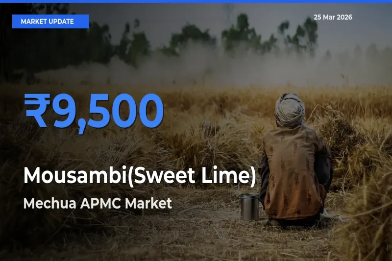 Top Performer! Mechua APMC Offers Best Mousambi(Sweet Lime) Price Today