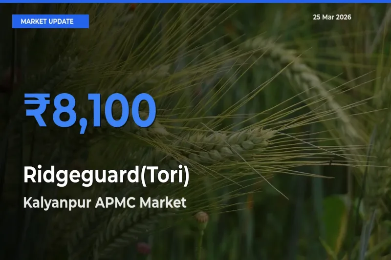 Market Watch: Kalyanpur APMC Becomes Top Mandi for Ridgeguard(Tori)