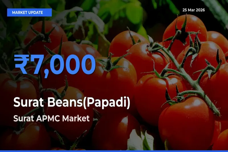 Surat APMC Emerges as Top Mandi for Surat Beans(Papadi) Prices Today