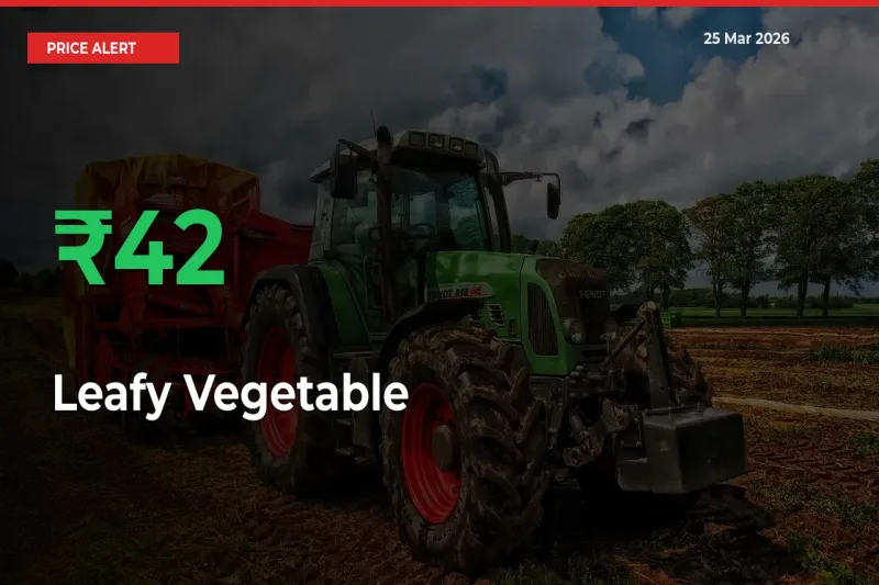 Sudden 42.12% Rally in Leafy Vegetable Prices Across Mandis