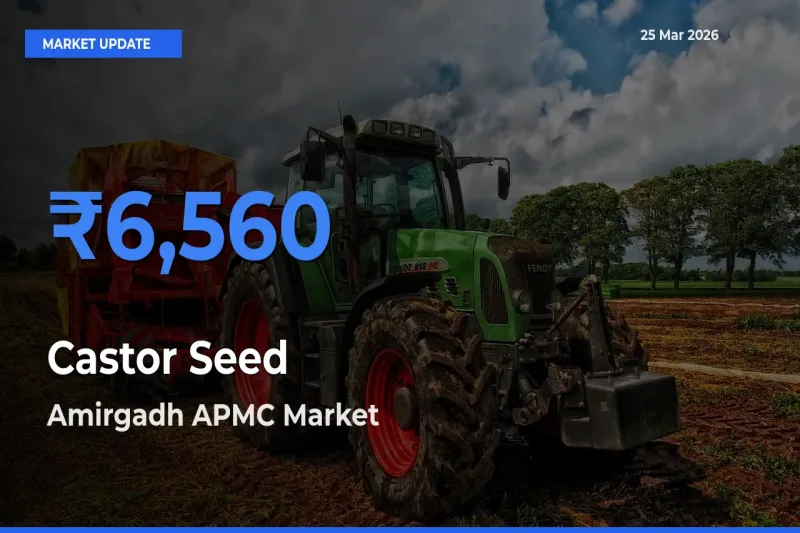 Amirgadh APMC Tops Castor Seed Mandi Rates Today