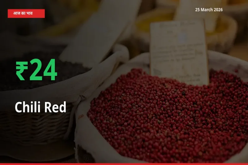 स्थानीय मंडी में लाल मिर्च के दाम अचानक 23.81% उछले, किसान सतर्क