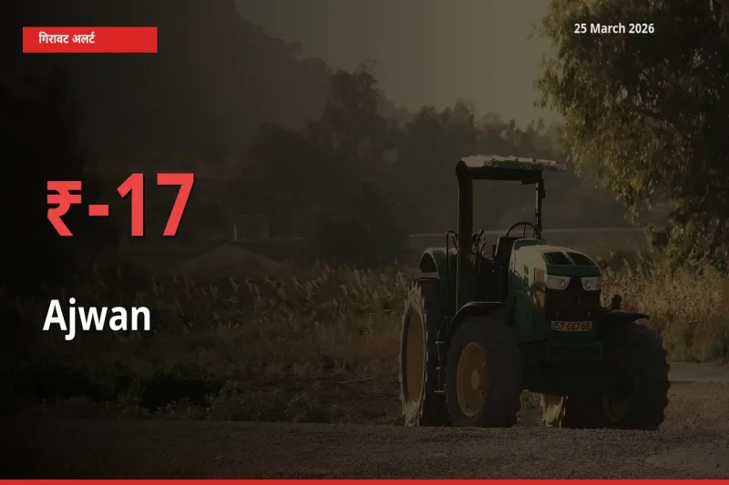 अजवाइन के दाम प्रमुख मंडी में 16.58% गिरे, 24 घंटे में बड़ा बदलाव