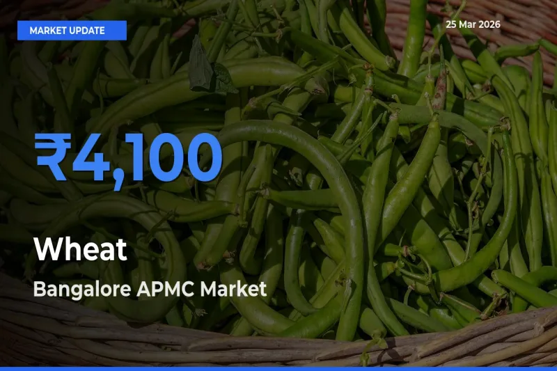 Bangalore APMC Emerges as Top Mandi for Wheat Prices Today