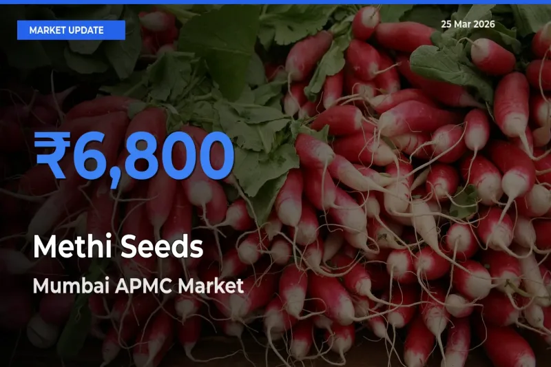 Mumbai APMC Records Highest ₹6,800 Rate for Methi Seeds