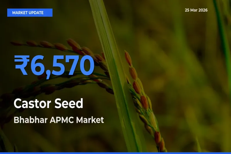 Farmers Prefer Bhabhar APMC as Castor Seed Hits Highest Rate