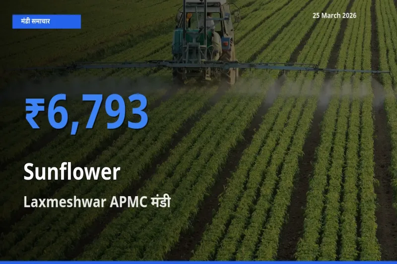 Laxmeshwar APMC मंडी में सूरजमुखी ₹6,793 पर पहुँचा – आज का सर्वोच्च भाव
