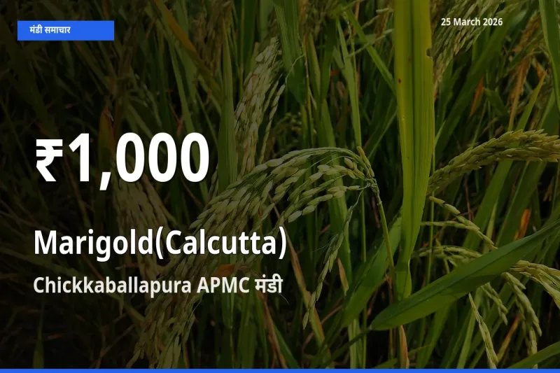 किसानों के लिए चिंता का विषय? गेंदा (कलकत्ता) के दाम Chickkaballapura APMC में 30 दिन के न्यूनतम स्तर पर