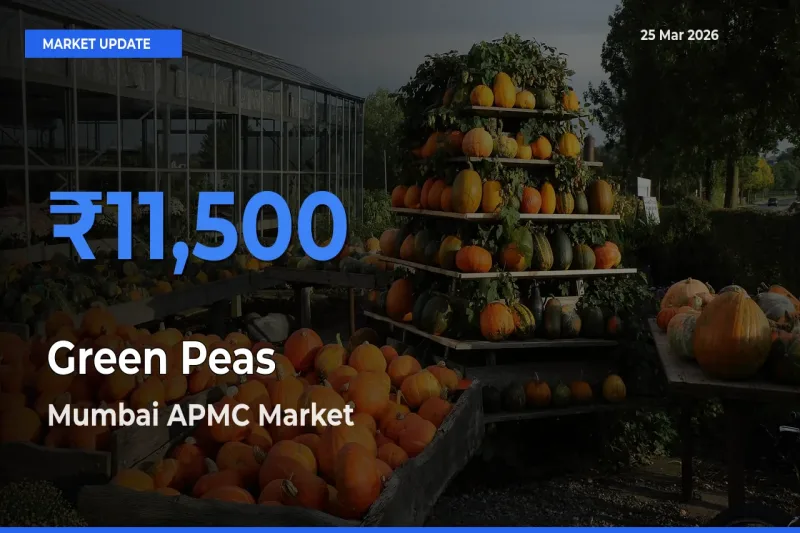 Mumbai APMC Records Highest ₹11,500 Rate for Green Peas