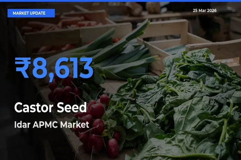 Idar APMC Tops Castor Seed Rates – March 25 Market Update